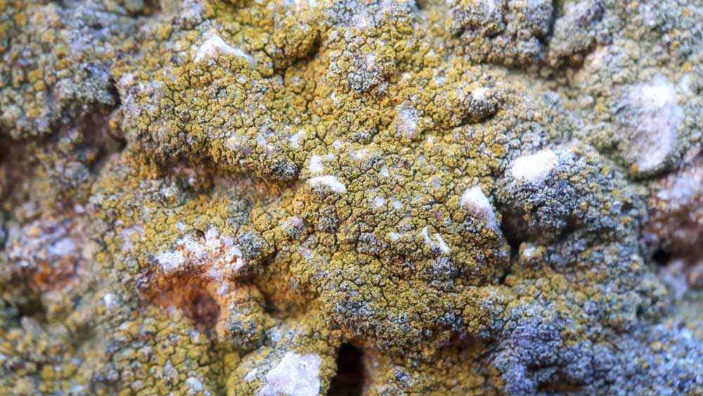 Fassadenreinigung in Köln Entfernen von Algen und Pilzen